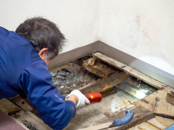  Park City, KS Mold Removal Pros