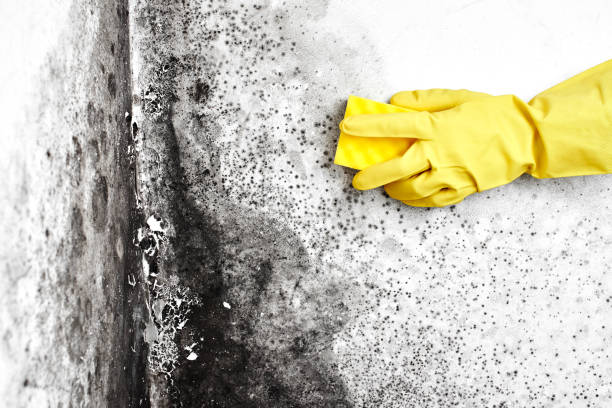 Attic Mold Removal in Park City, KS
