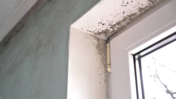 Best Crawl Space Mold Removal  in Park City, KS