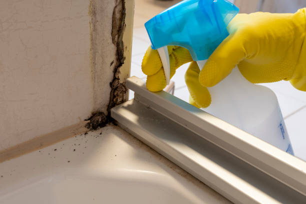 Best Emergency Mold Removal  in Park City, KS