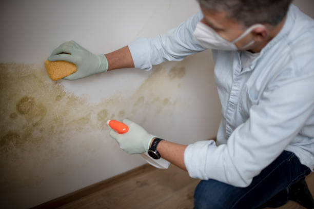 Best Attic Mold Removal  in Park City, KS