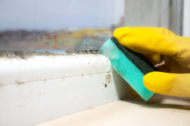 Reliable Park City, KS Mold Removal Solutions