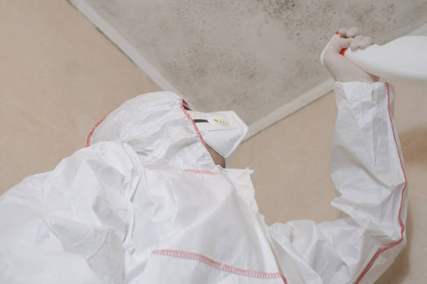 Best Mold Cleaning Services  in Park City, KS