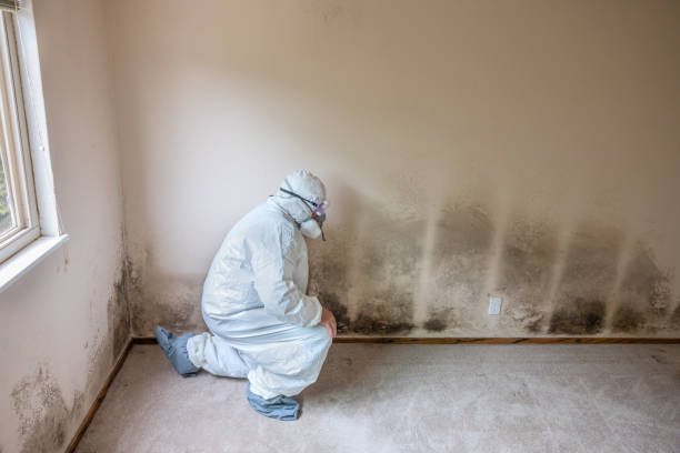 Best Mold Testing  in Park City, KS