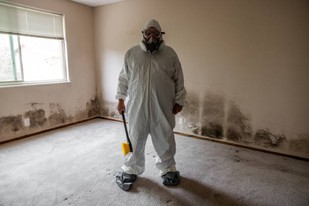 Best Mold Damage Repair  in Park City, KS